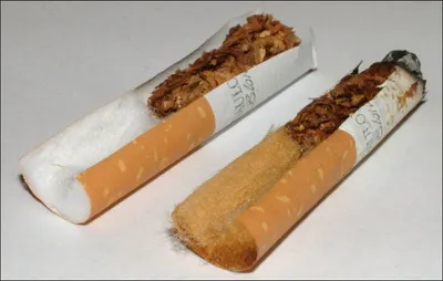 Broken Cigarette Cassia