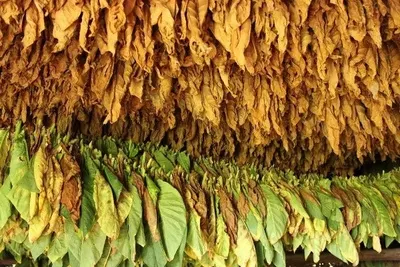 Dried Banana Leaf by Sanwa Anugerah Coco Industry Co., Ltd.