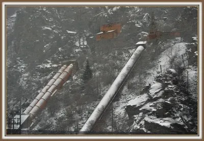 Pine Power Poles