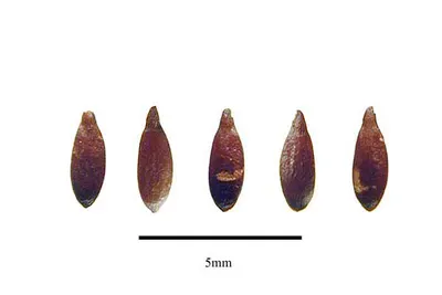 Artemia cysts