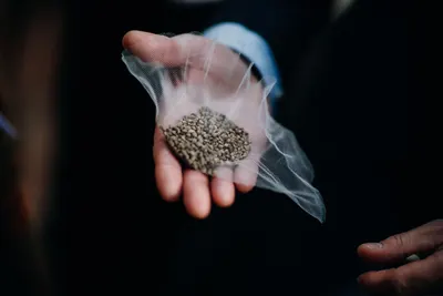 Flixweed Seeds (organic)