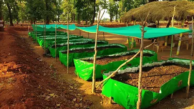 Fertilizer Hibaflor Npk. 15.15.15