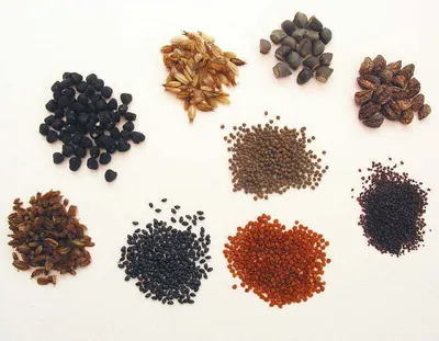 Herbal seeds