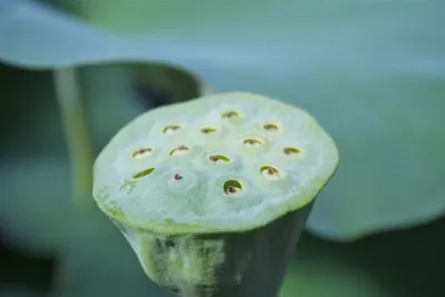 Aloe Vera Leaf Of Pontianak