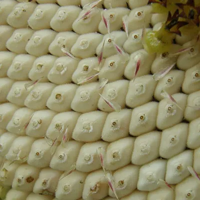 Cheese Corn Momo