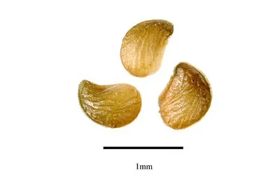 Sesamin