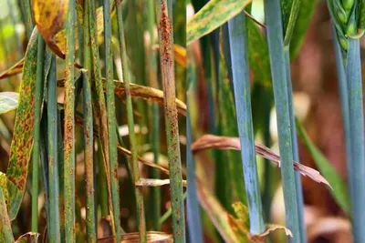 Bamboo Dragonflies by Blue Lotus Exim Co., Ltd.