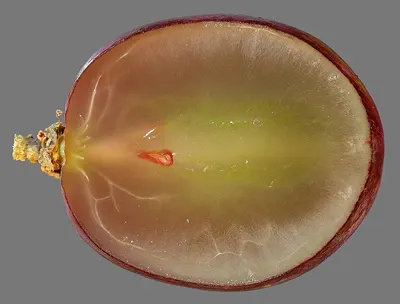 Withania Somnifera
