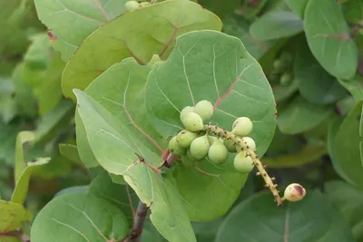 Jatropha cusrcas oil