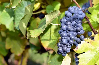 Grape seed dry