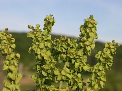 Common Hop Cones by Fito-export PE