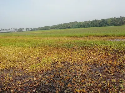 Appalam by Sri Sastha Appalam