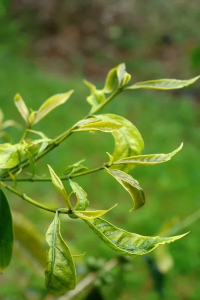 Insulin Plant Leaves (Costus Spicatus)