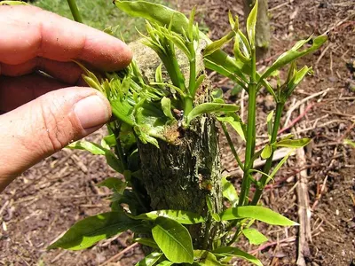 Agarwood Nursery Plants
