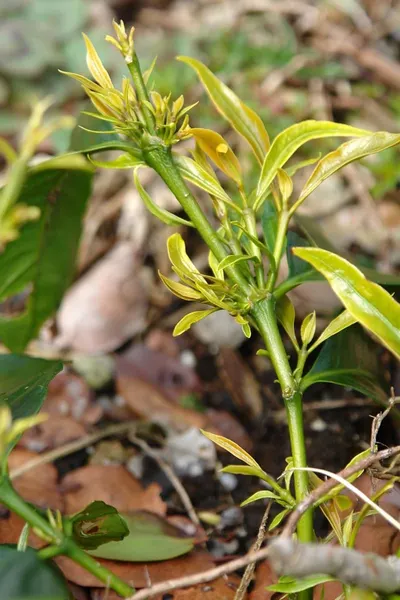 Gentiana Lutea Root