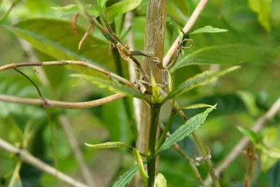 Jasmine silver needle