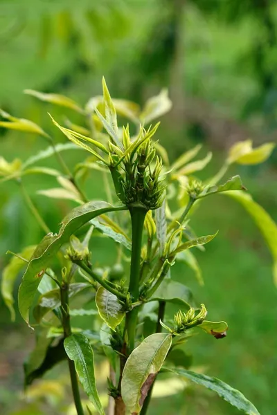 Diamond Chrysanthemum Bud by Blue Lotus Exim Co., Ltd.