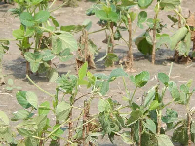 Red Caloona Cow Peas