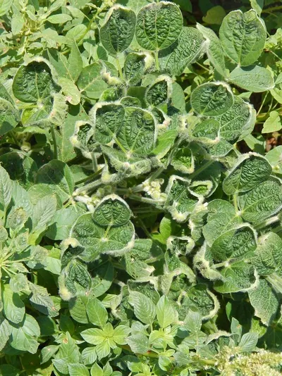 Pegagan/ Gotu Kola/ Pennyworth/ Leaves
