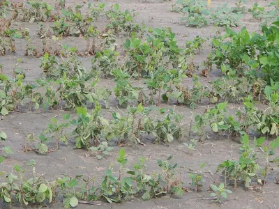 Herbicides by Shanghai Profirst Co., Ltd.