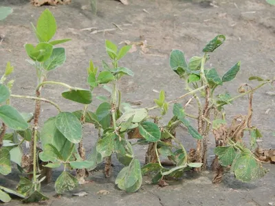 Herbicide glyphosate