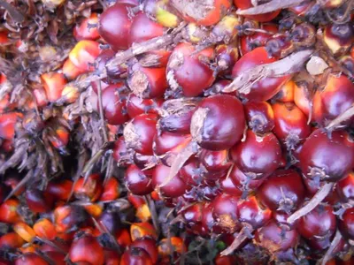 Palm Oil by Meadow Magic Industries (Europe) Ltd.