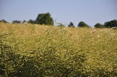 Rhodes Grass