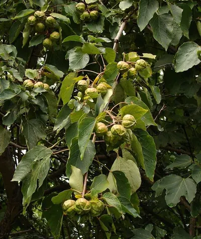 Tilia Argentea