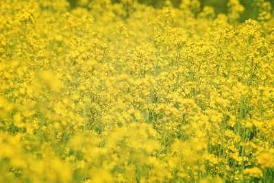 Sunset yellow by Shubhlaxmi Industries