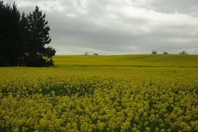Wisan-raps (treated Rapeseed) by Hl-topmix