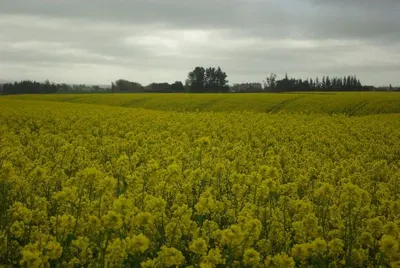 Rapeseed Oil