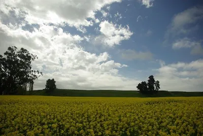 Rapeseed by Valadus