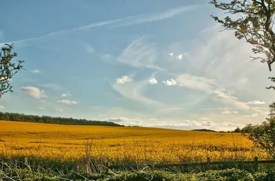 Sunset Yellow