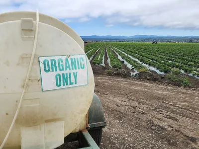 Organic Chilly