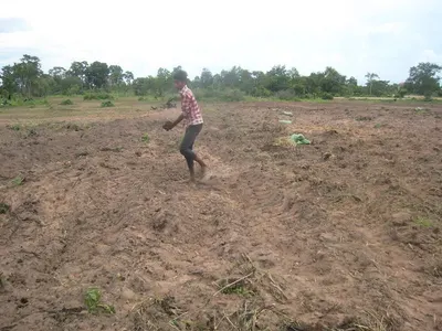 BSF Organic Fertilizer