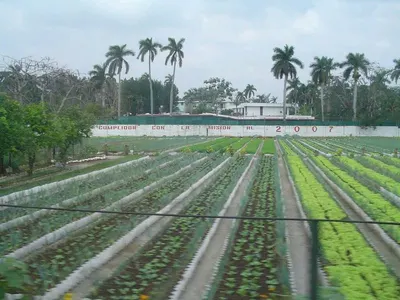 Horticulture Liner Light