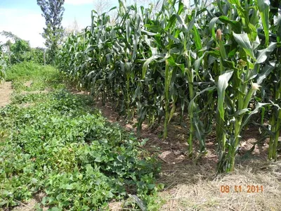 Drip Tape Irrigation by Golden Key