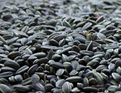 Black Pebbles
