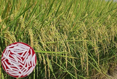 Qatar World Cup Soccer2022 Official Match Ball