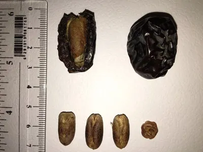 Phylanthus Capsule
