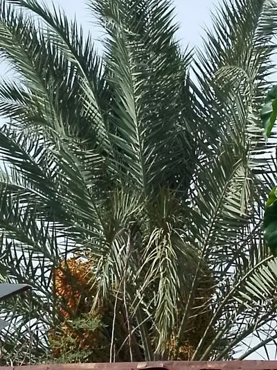 RBD Palm Olien CP10- Special Price