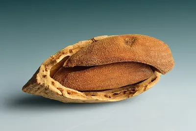 Acorn (organic)