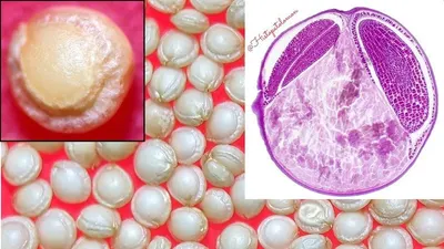 White & Pink Guava Pulp by Zeus India Enterprise