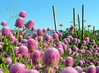 Red clover extract