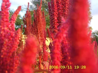Millet Yellow And Red