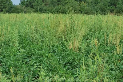 Organic Amaranth (Fresh)