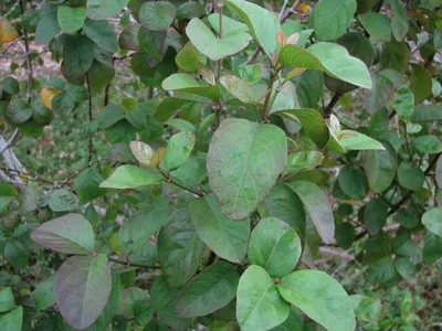 Organic guava leaves