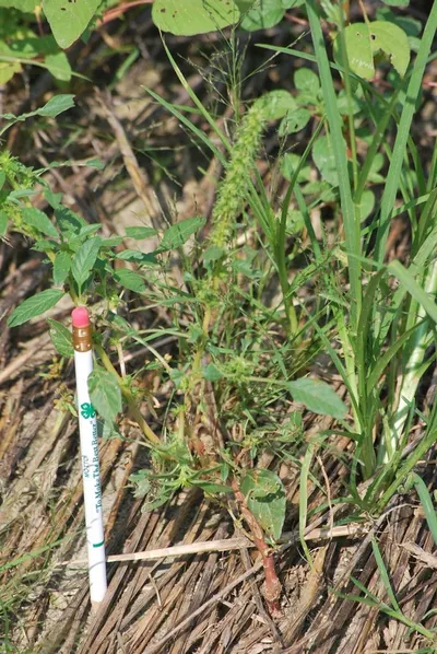 VARUNASTRA - (Verticillium Lecanii 2% A.S)