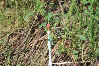 Soil Moisture & Temperature Sensor