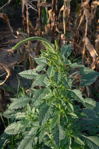 Stinging Nettle, Leaf (Top), Dried by Fito-export PE